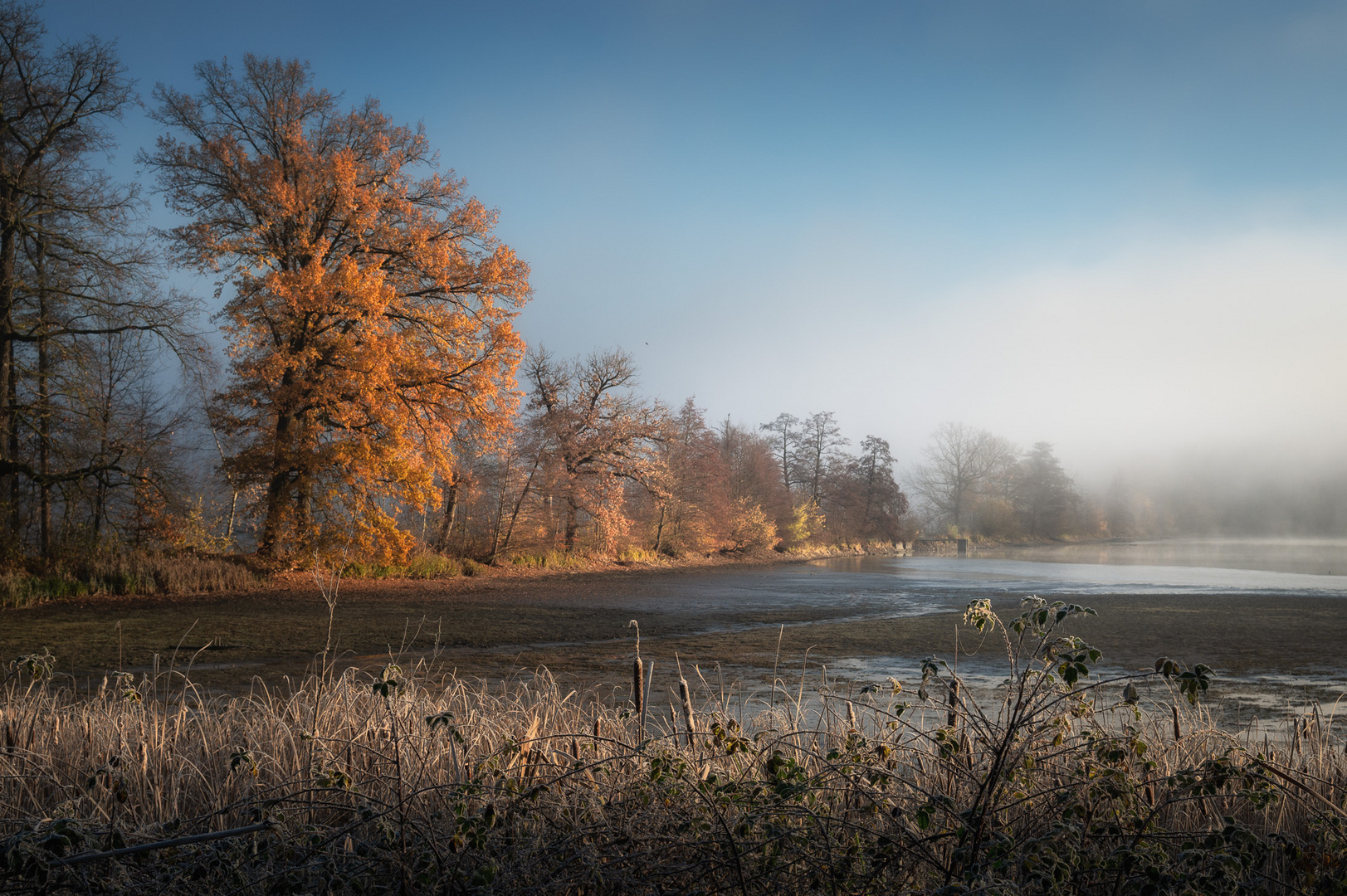 goldene Eichen 8499