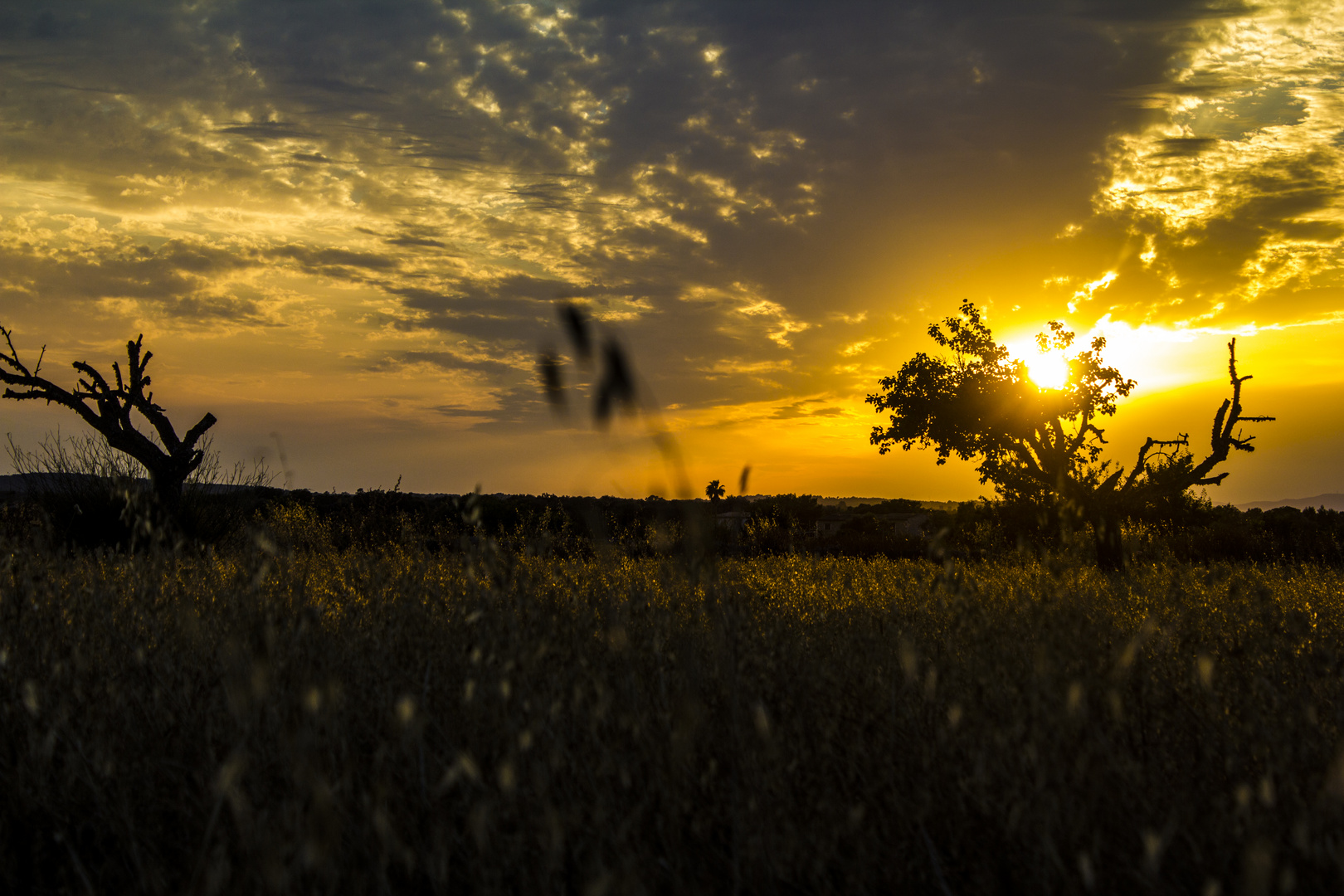 Goldene Erntemonat auf Mallorca