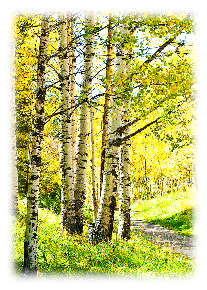 Goldene Espen im Herbstlicht