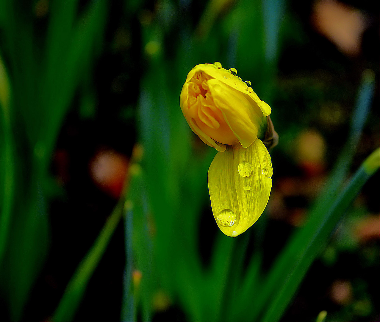 goldene Farbe der Natur....