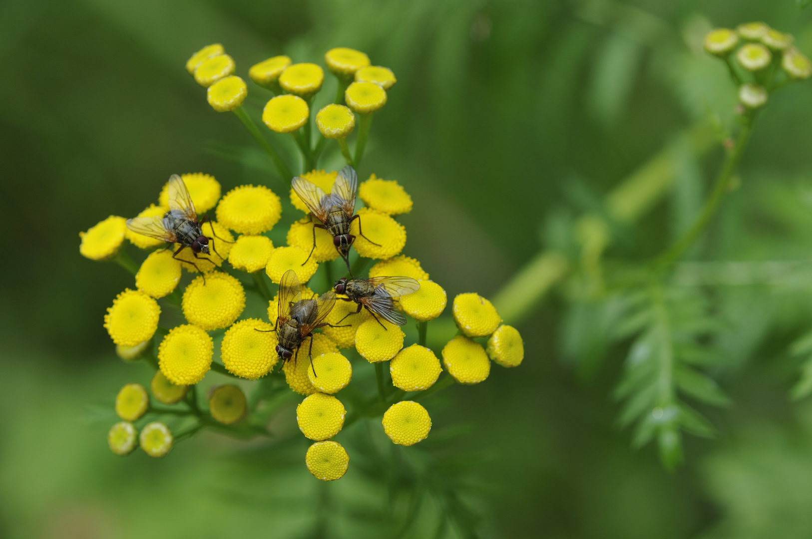 Goldene Fliegen auf prächtigen Blüten