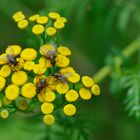 Goldene Fliegen auf prächtigen Blüten