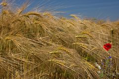 Goldene Getreideähren