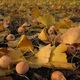 Goldene Gingkobltter und -frchte