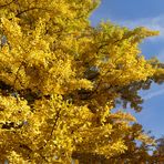 Goldene Ginkgobäume