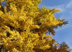 Goldene Ginkgobäume