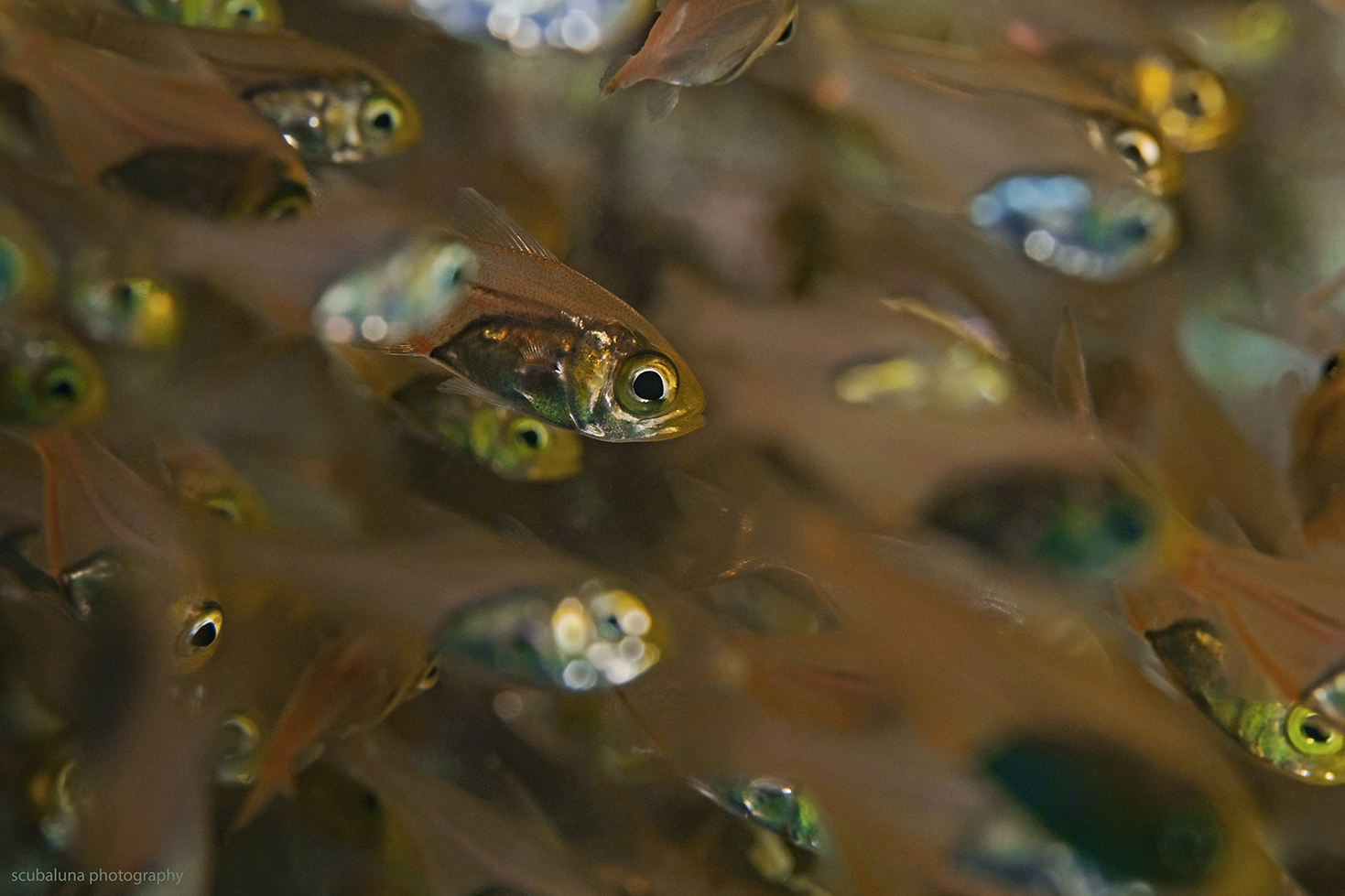 Goldene Glasfische