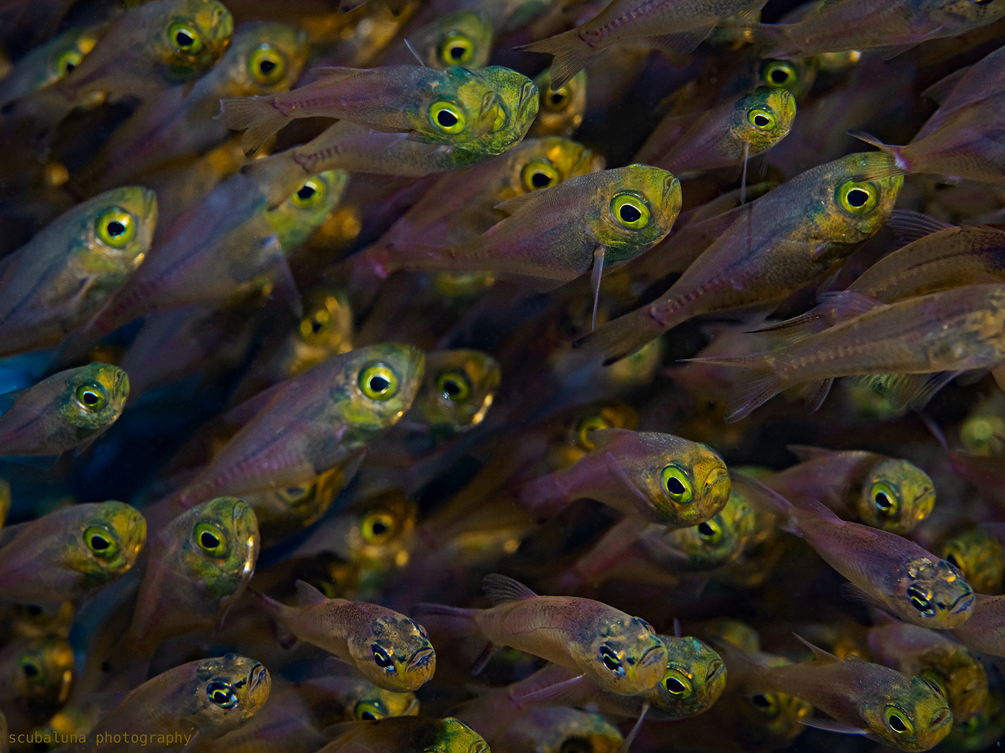 Goldene Glasfische 