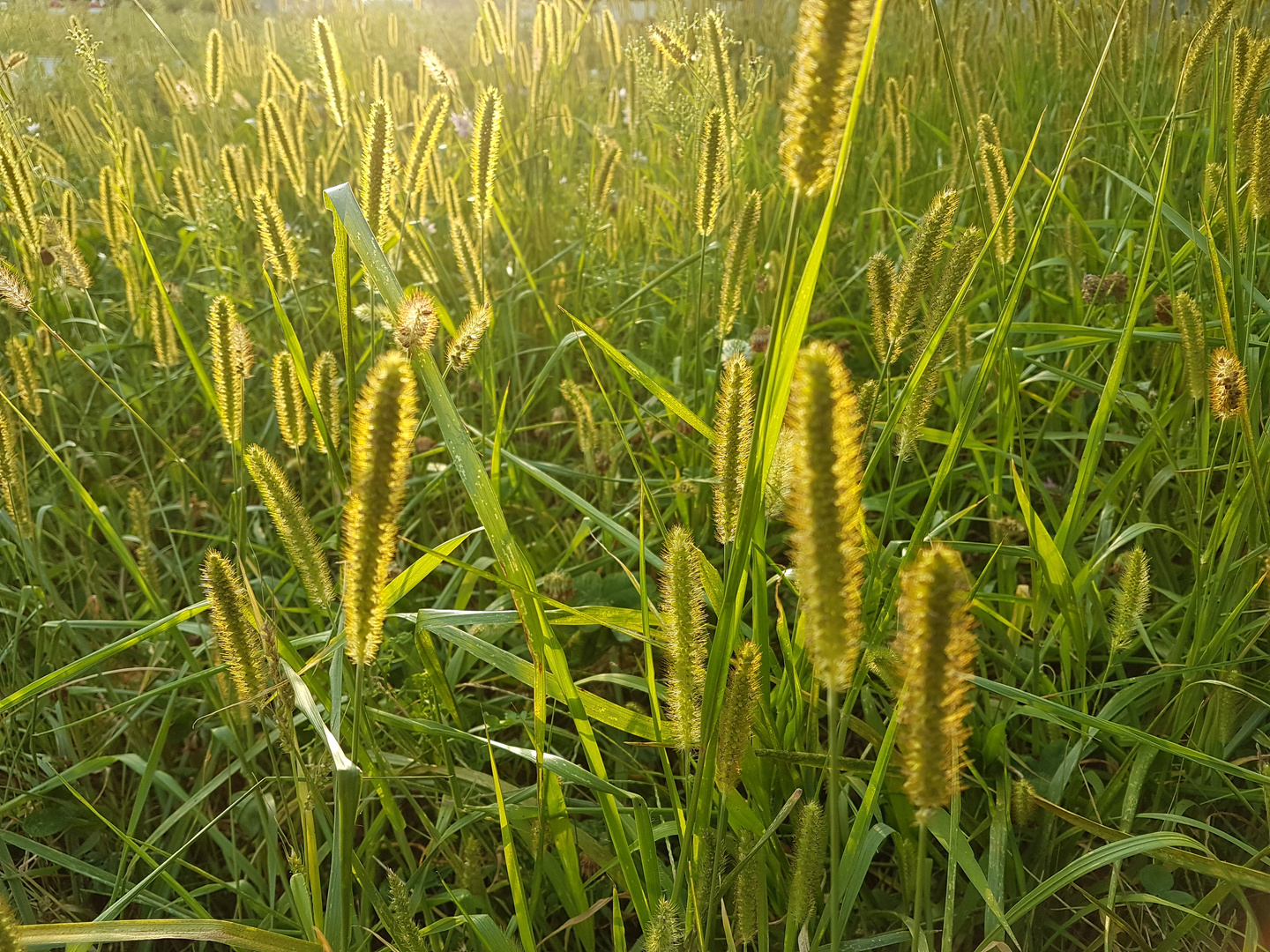 Goldene Grasblühten