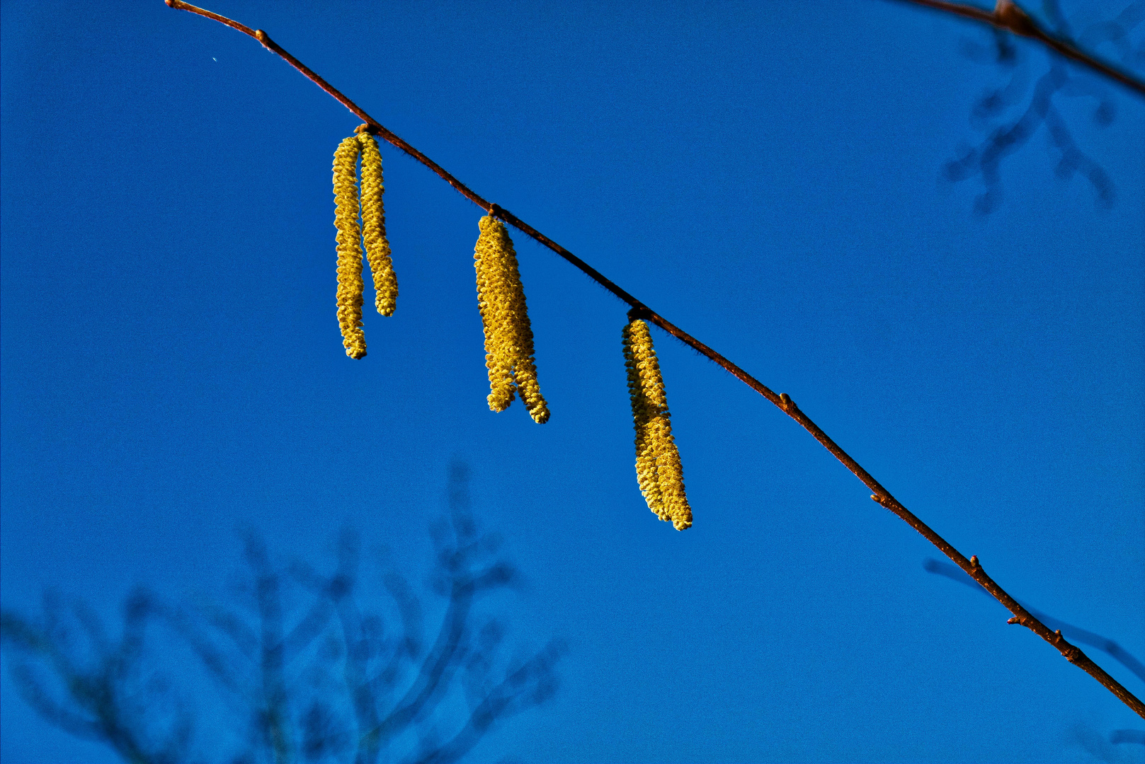 goldene Hänger