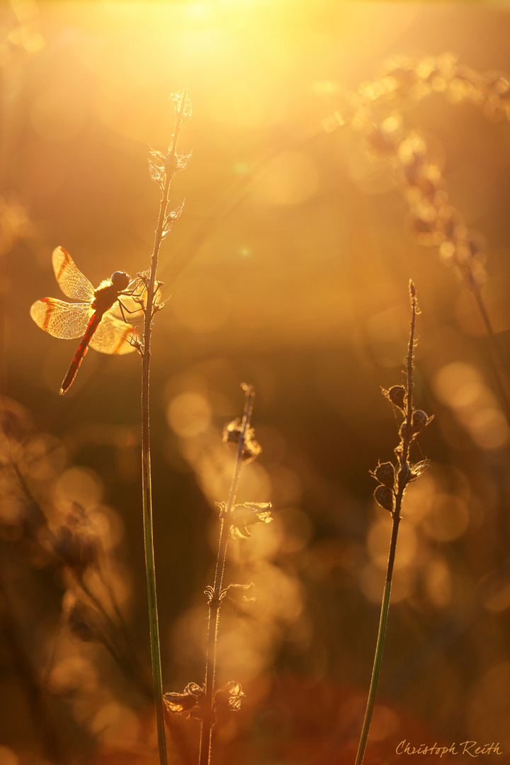 Goldene Heidi