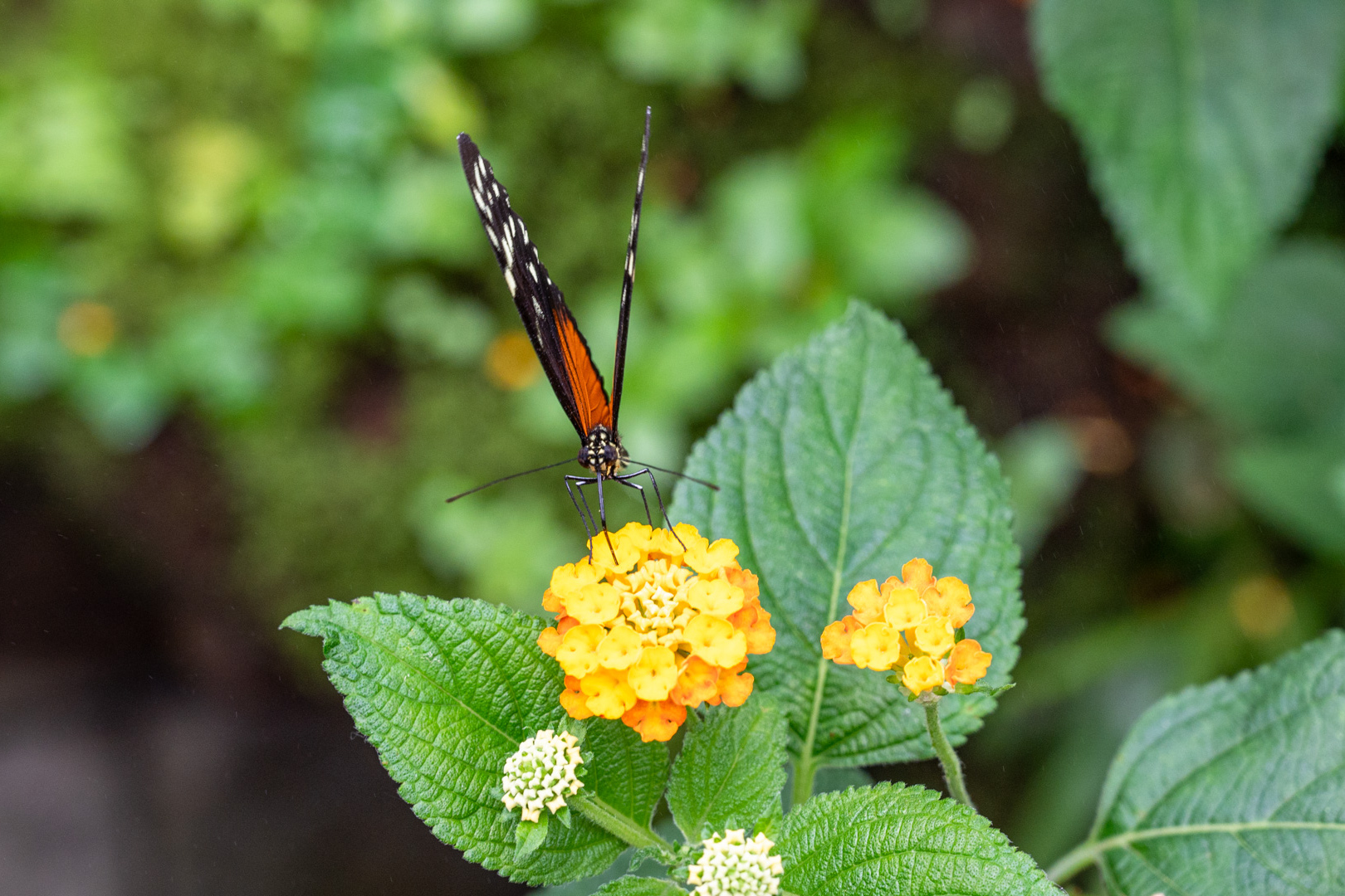 Goldene Hekale (Heliconius hecale)