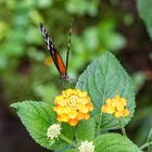 Goldene Hekale (Heliconius hecale)