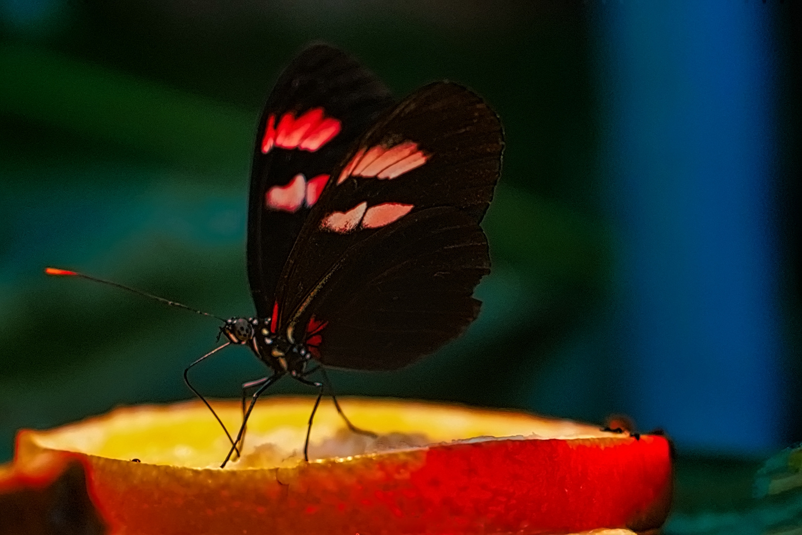 Goldene Helicon Schmetterling