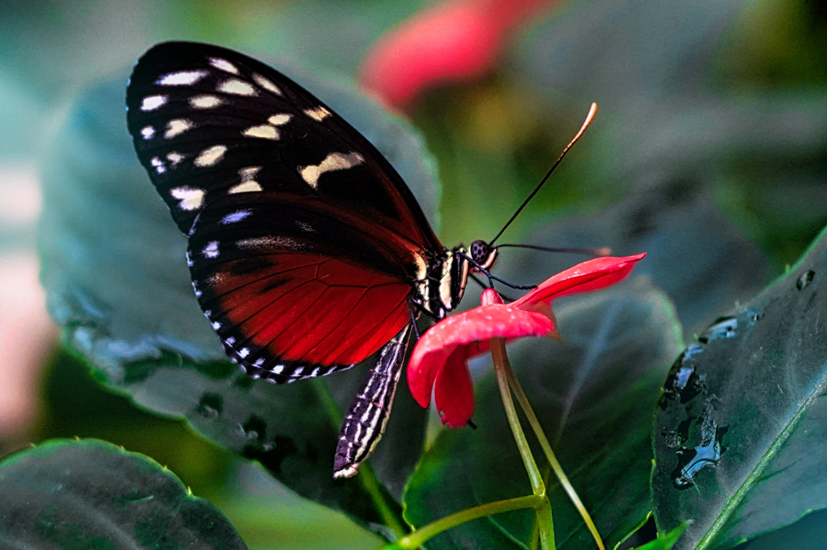 Goldene Helicon Schmetterling