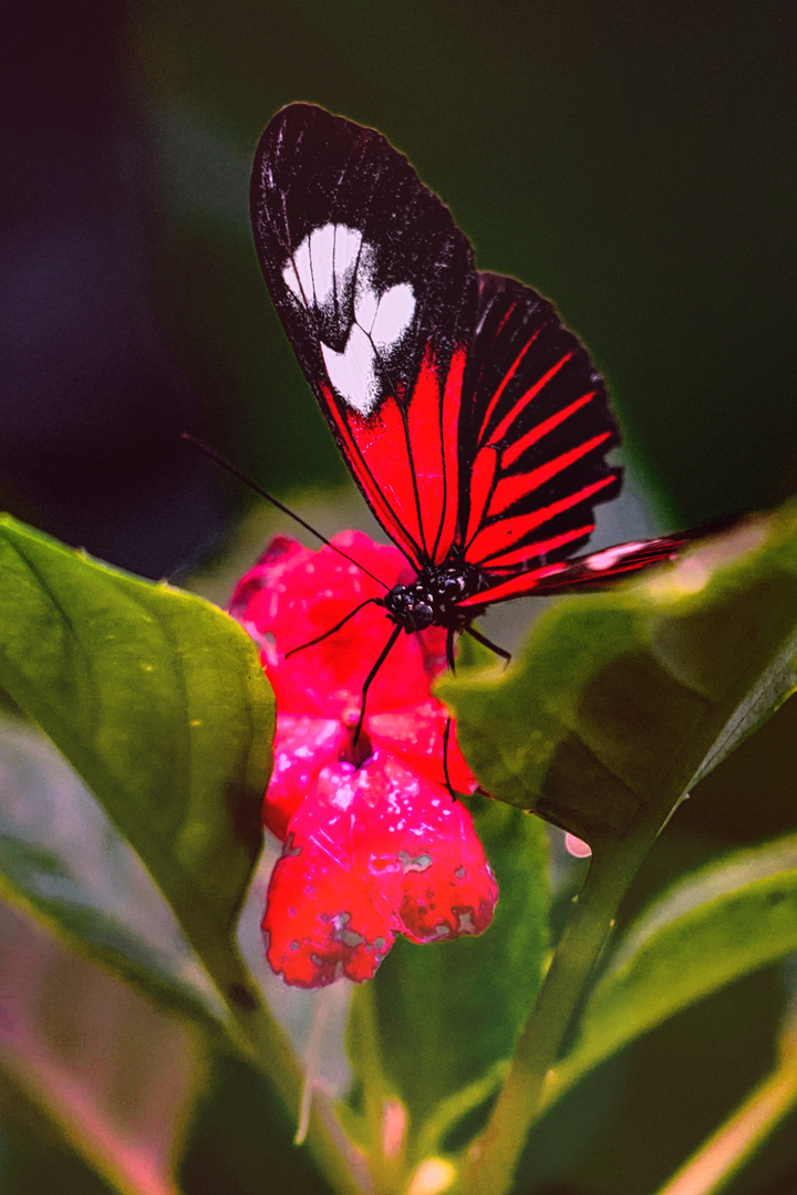 Goldene Helicon Schmetterling