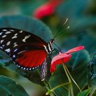 Goldene Helicon Schmetterling