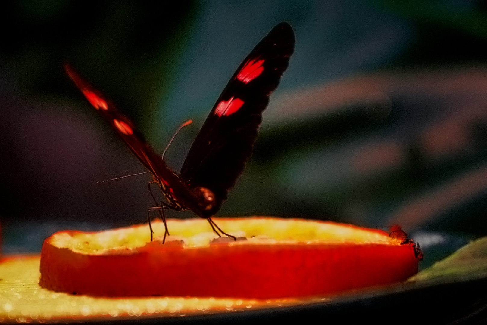 Goldene Helicon Schmetterling