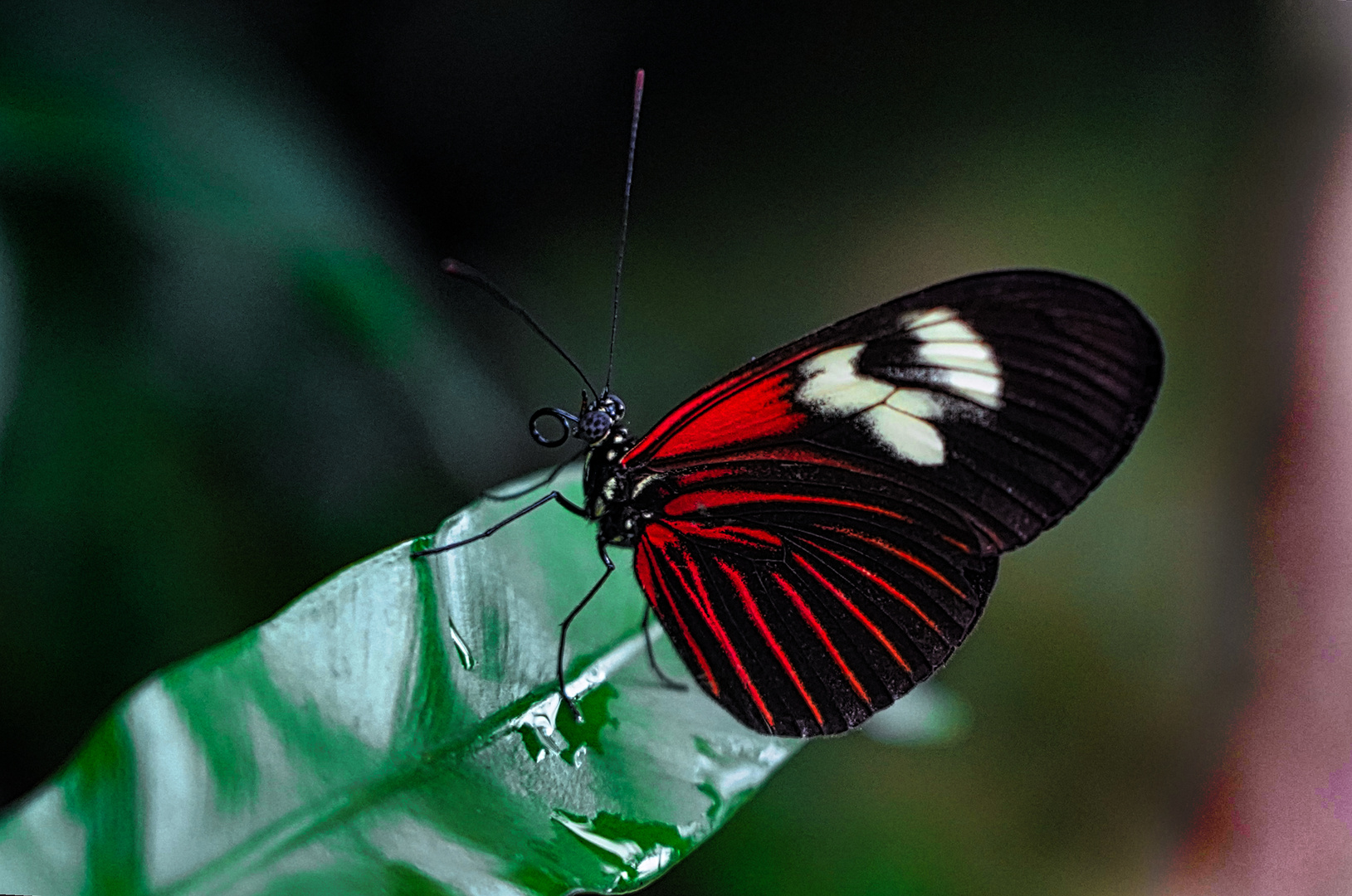 Goldene Helicon Schmetterling