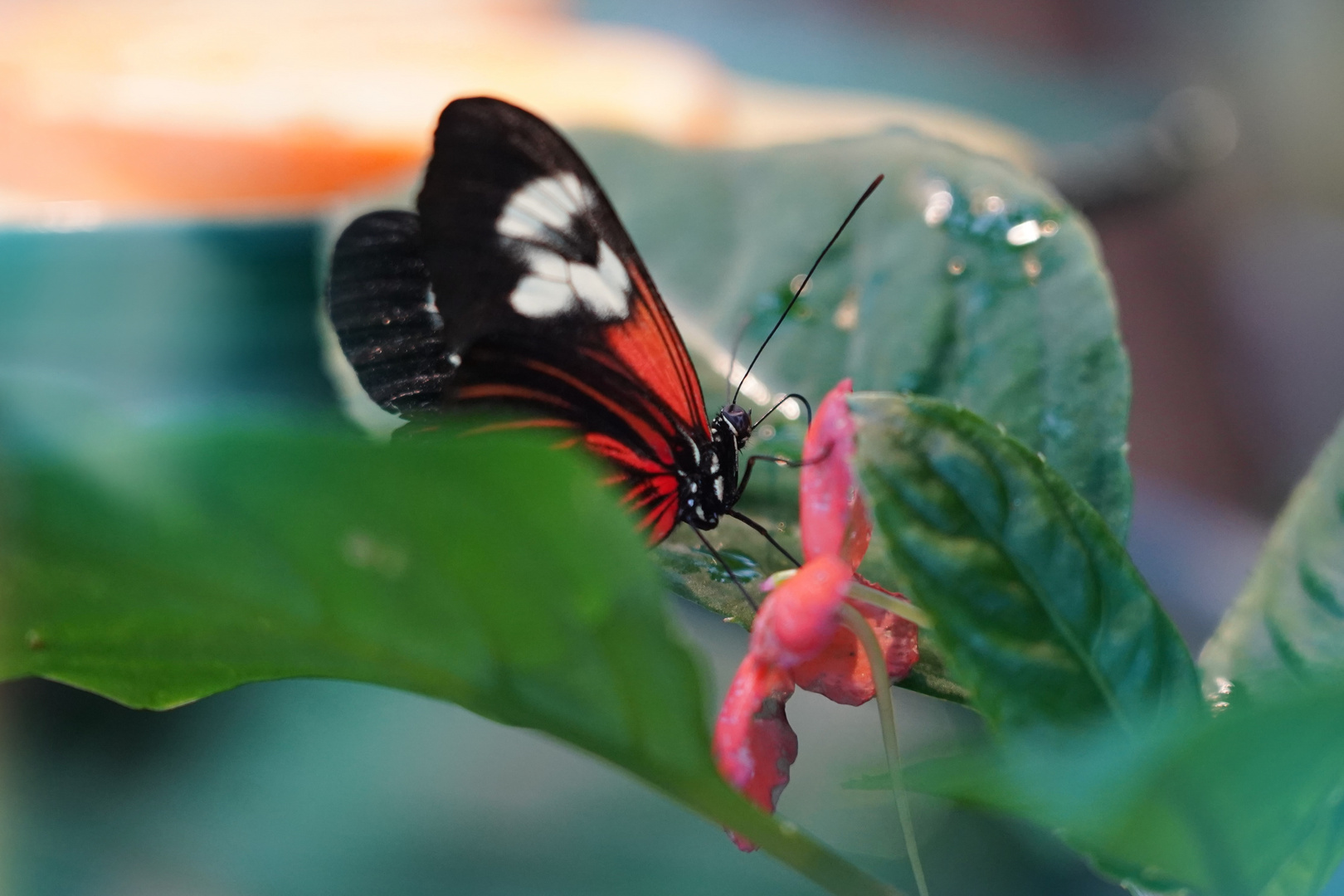 Goldene Helicon Schmetterling