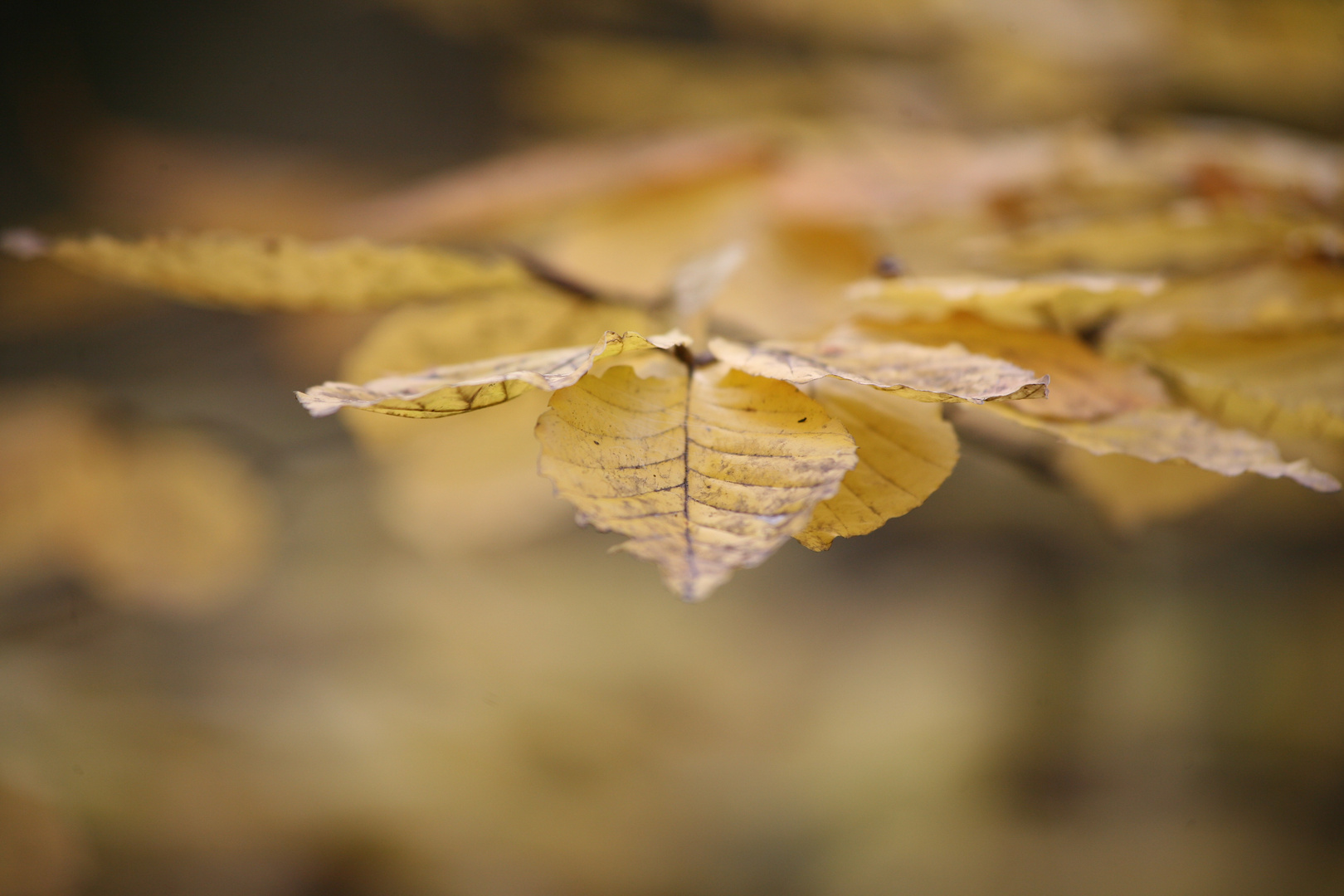 Goldene Herbst!