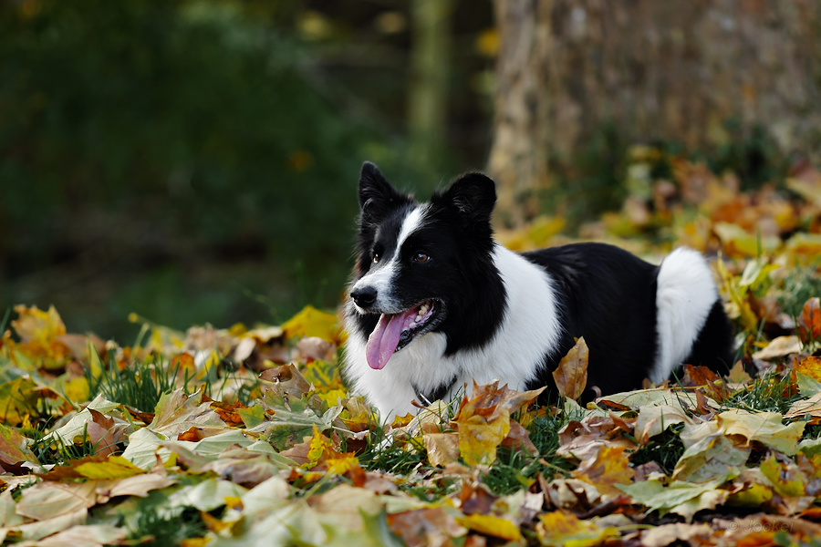 Goldene Herbst