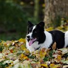 Goldene Herbst