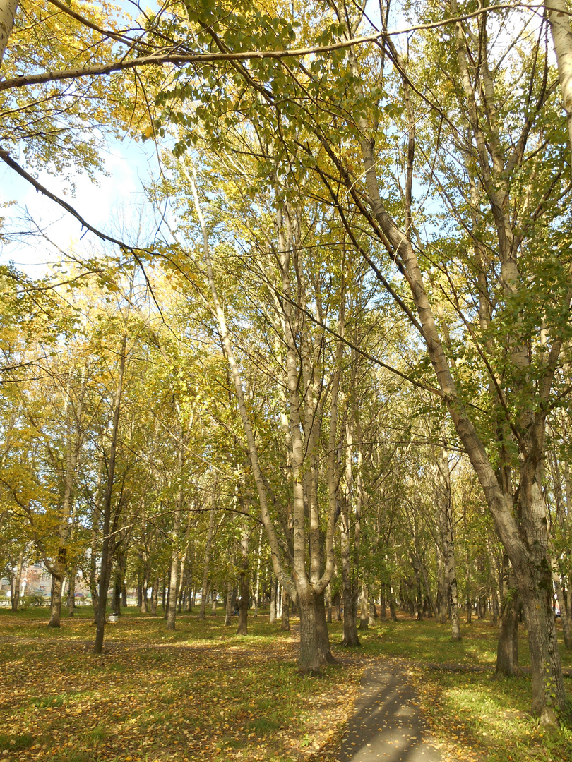 Goldene Herbst