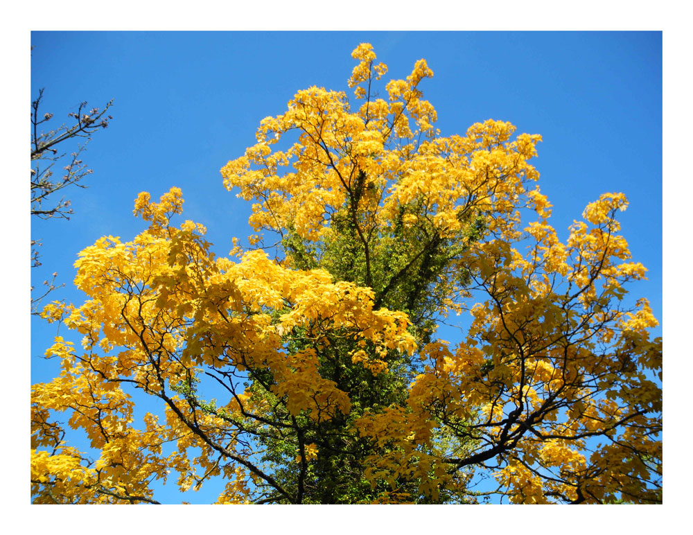 goldene Herbstblätter