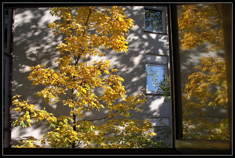 Goldene Herbstfärbung leuchtet ins geöffnete Fenster und spiegelt sich darin.