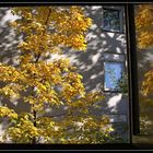 Goldene Herbstfärbung leuchtet ins geöffnete Fenster und spiegelt sich darin.