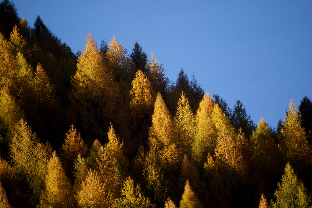 Goldene Herbstfarben