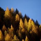 Goldene Herbstfarben