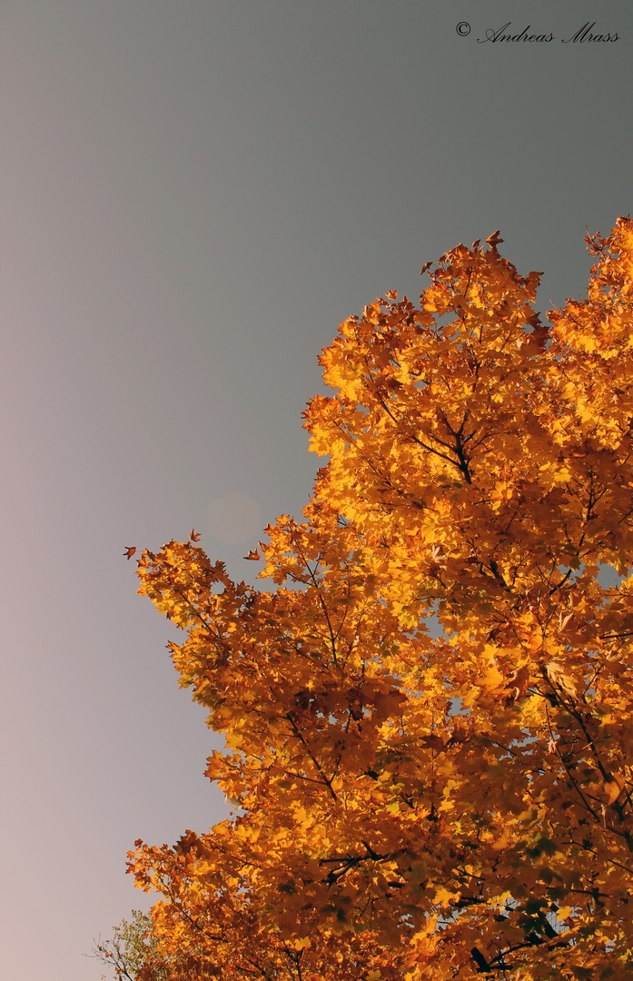 goldene Herbstlandschaft