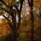 Goldene Herbstsonne