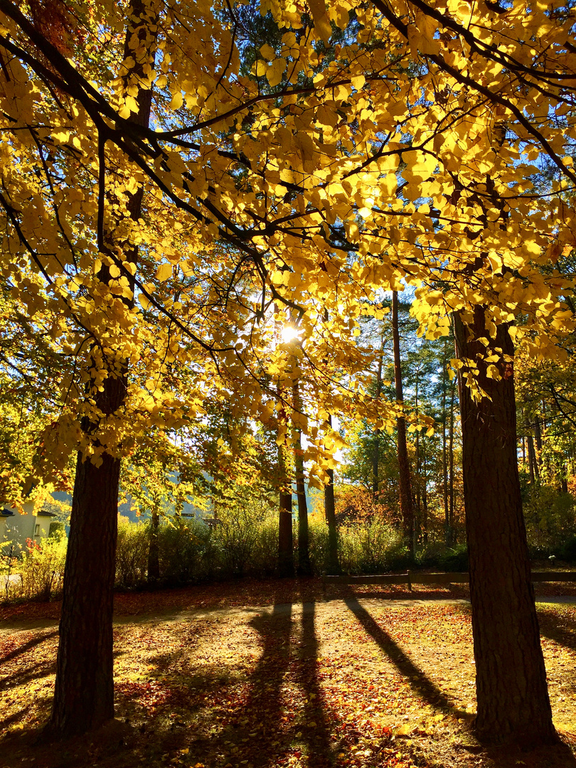 Goldene Herbstsonne auf dem Kupferberg...