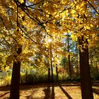 Goldene Herbstsonne auf dem Kupferberg...