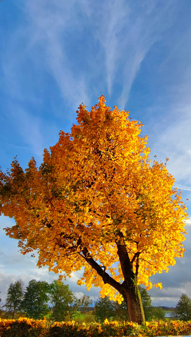 Goldene Herbststimmung 