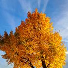 Goldene Herbststimmung 