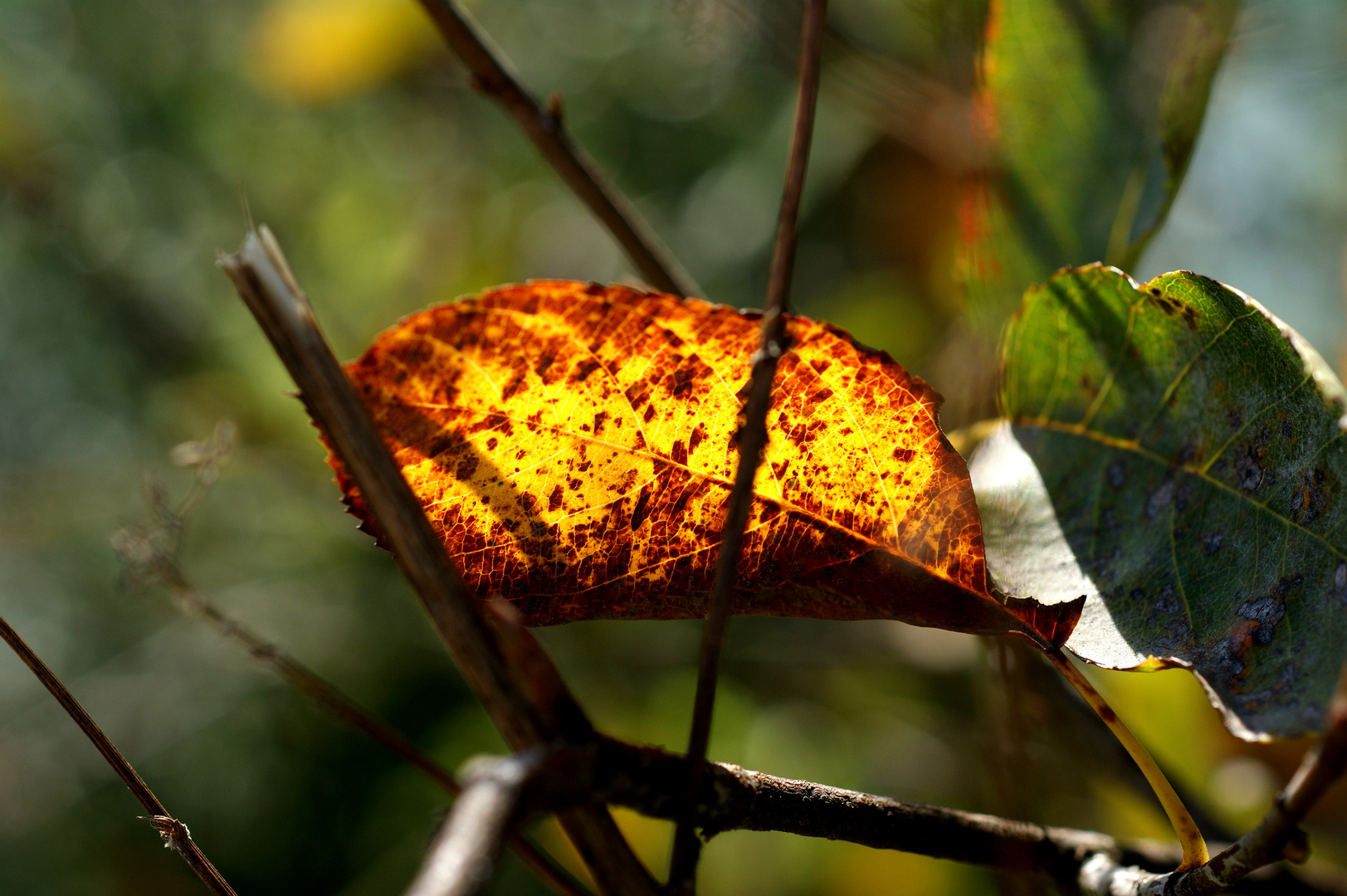 Goldene Herbsttage