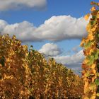 Goldene Herbsttage in den Weinbergen