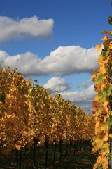 Goldene Herbsttage in den Weinbergen