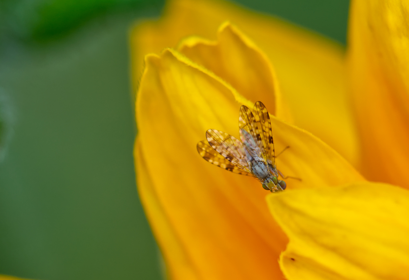 Goldene Hochzeit