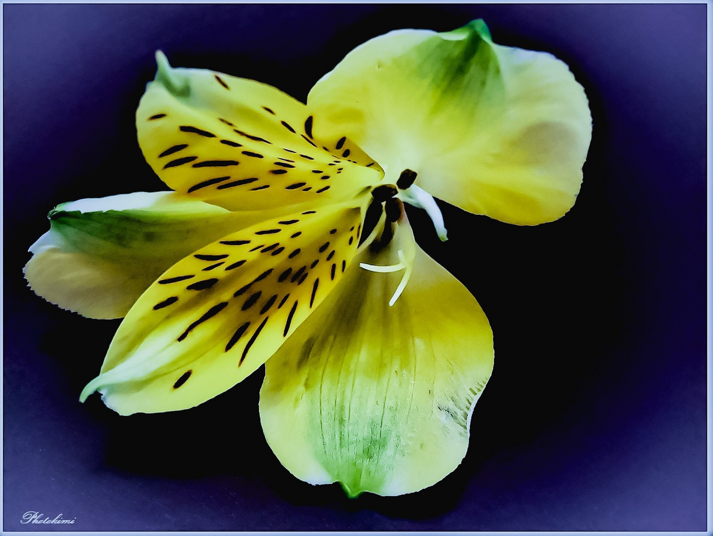 Goldene InkaLilie Foto & Bild pflanzen, pilze & flechten, blüten
