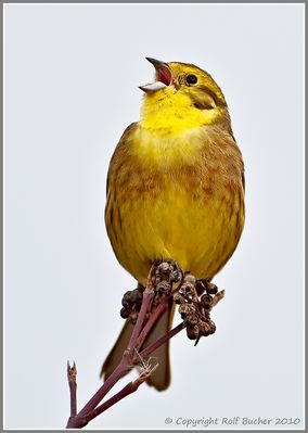 Goldene Kehle (Reload)