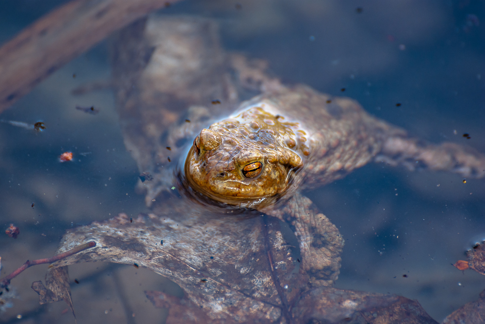 Goldene Kröte - Wildlife