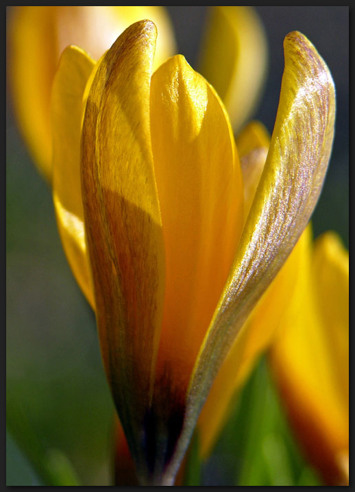 Goldene Krokusse