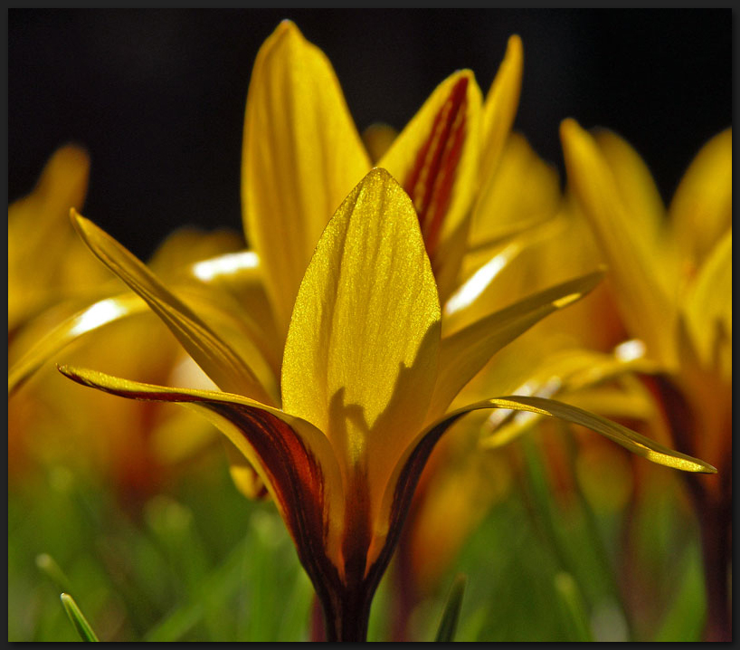 Goldene Krokusse