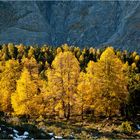 Goldene Lärchen am Rande des Gletschers