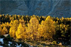 Goldene Lärchen am Rande des Gletschers